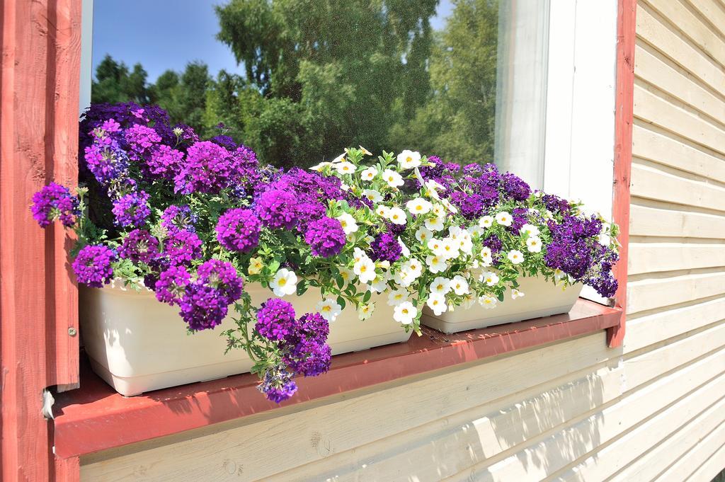 Lavandula Palanga Rum bild