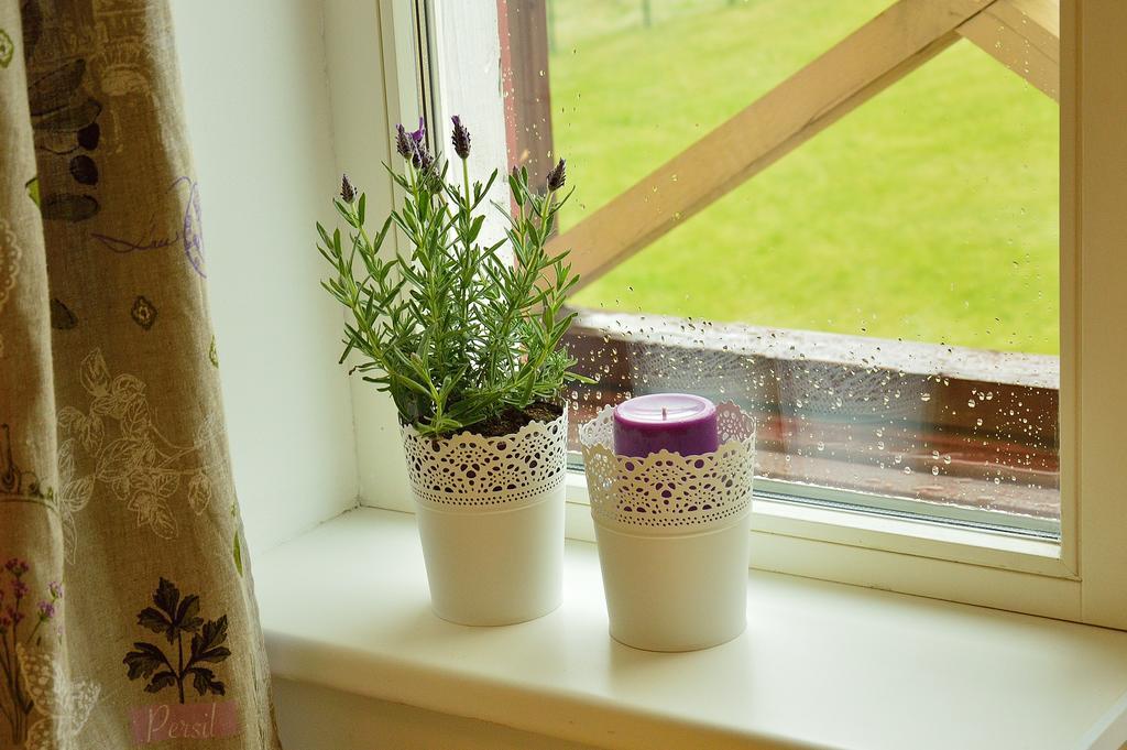Lavandula Palanga Rum bild